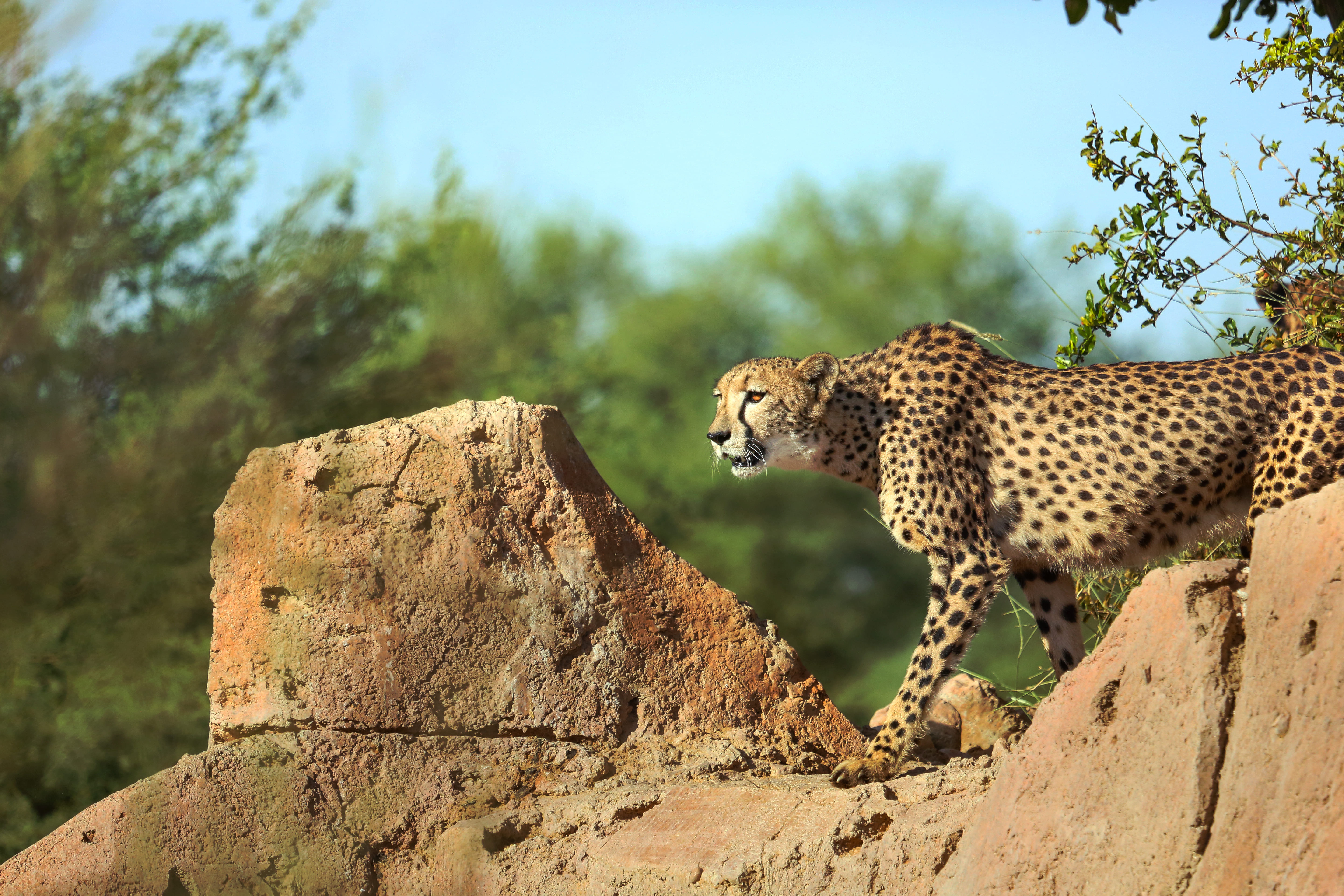 Level up your experience with a safari tour